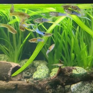 Poecilia wingei - Japan blue Endler Guppy